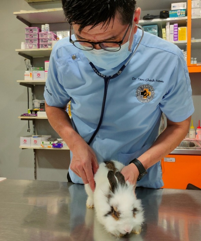 兽医传授照护心得,养出健康兔子