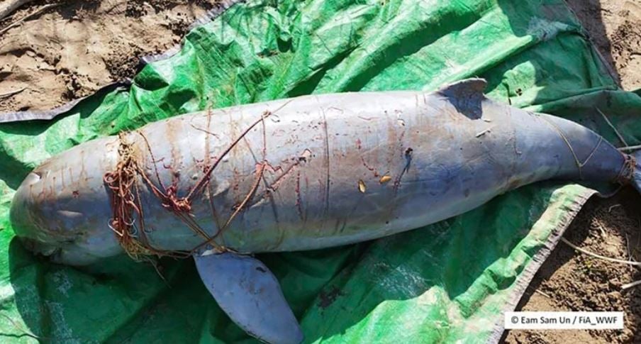 柬埔寨领袖下令湄公河上设安全区保护濒危江豚