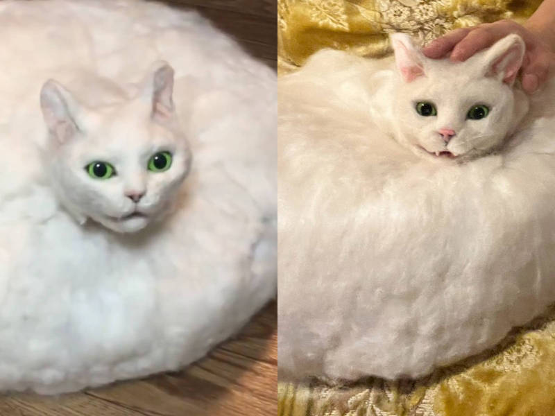 毛毛的！可爱？诡异？网友制作超逼真「猫型扫地机器人」