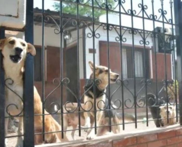 民宅传可怕恶臭！进门发现独居女死在家中　五官被5狗啃尸咬烂