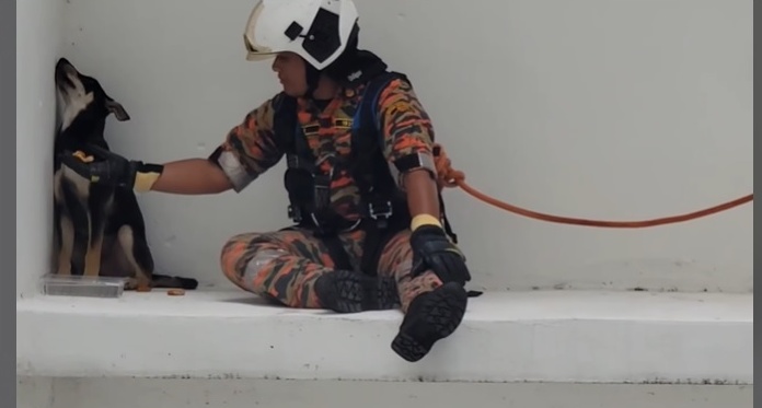 消拯员高楼施救 受困狗狗闹别扭 喂食不领情视频爆红