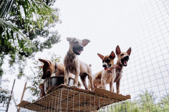 爱心桌历义卖:鼓励领养小狗,给它们一个永远的家