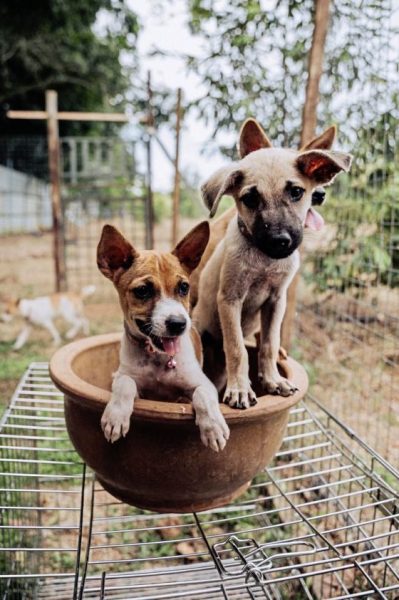 爱心桌历义卖:鼓励领养小狗,给它们一个永远的家