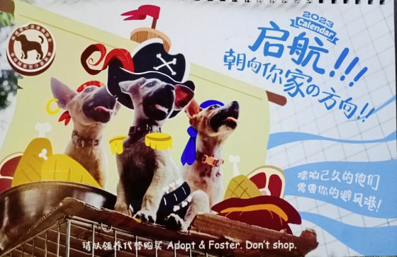 爱心桌历义卖:鼓励领养小狗,给它们一个永远的家