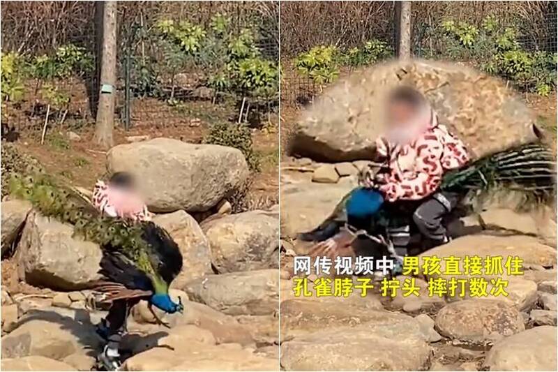 男童‘掐脖子’摔孔雀 中国网友都怒了：家长呢？
