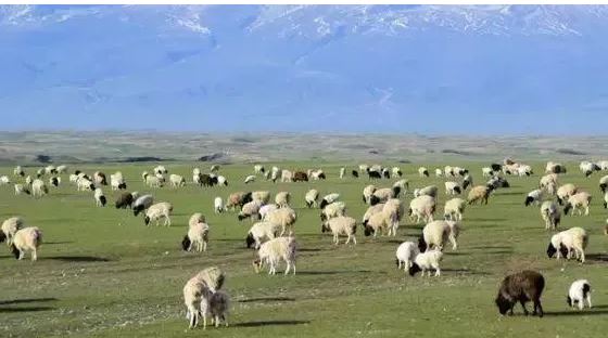 老板“不发年终”改用这招让员工喊开心　网惊赞：画饼高手