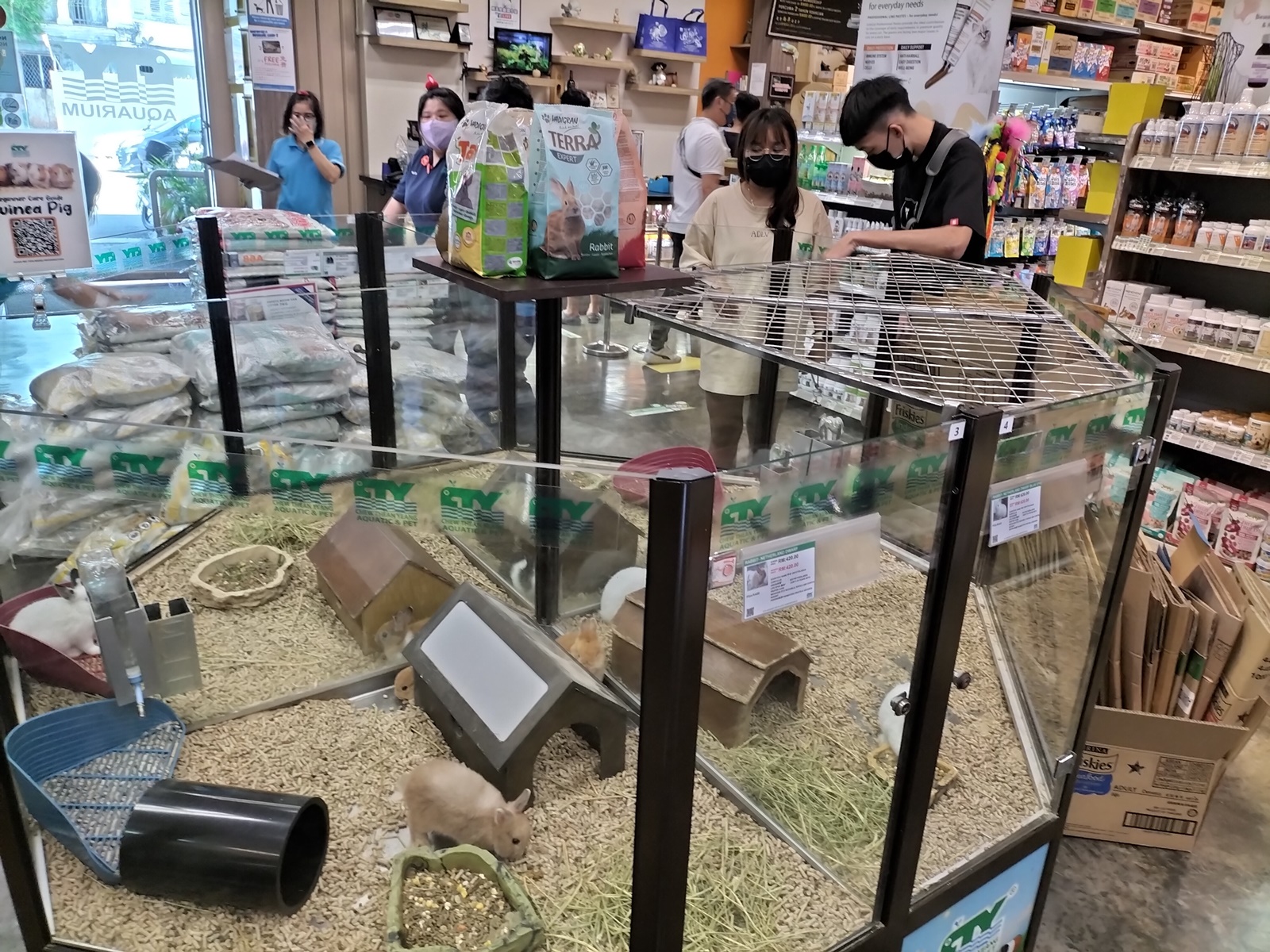 温驯宠物兔 各族老少都喜欢