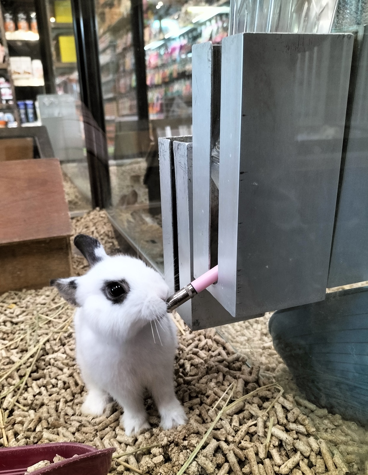 温驯宠物兔 各族老少都喜欢