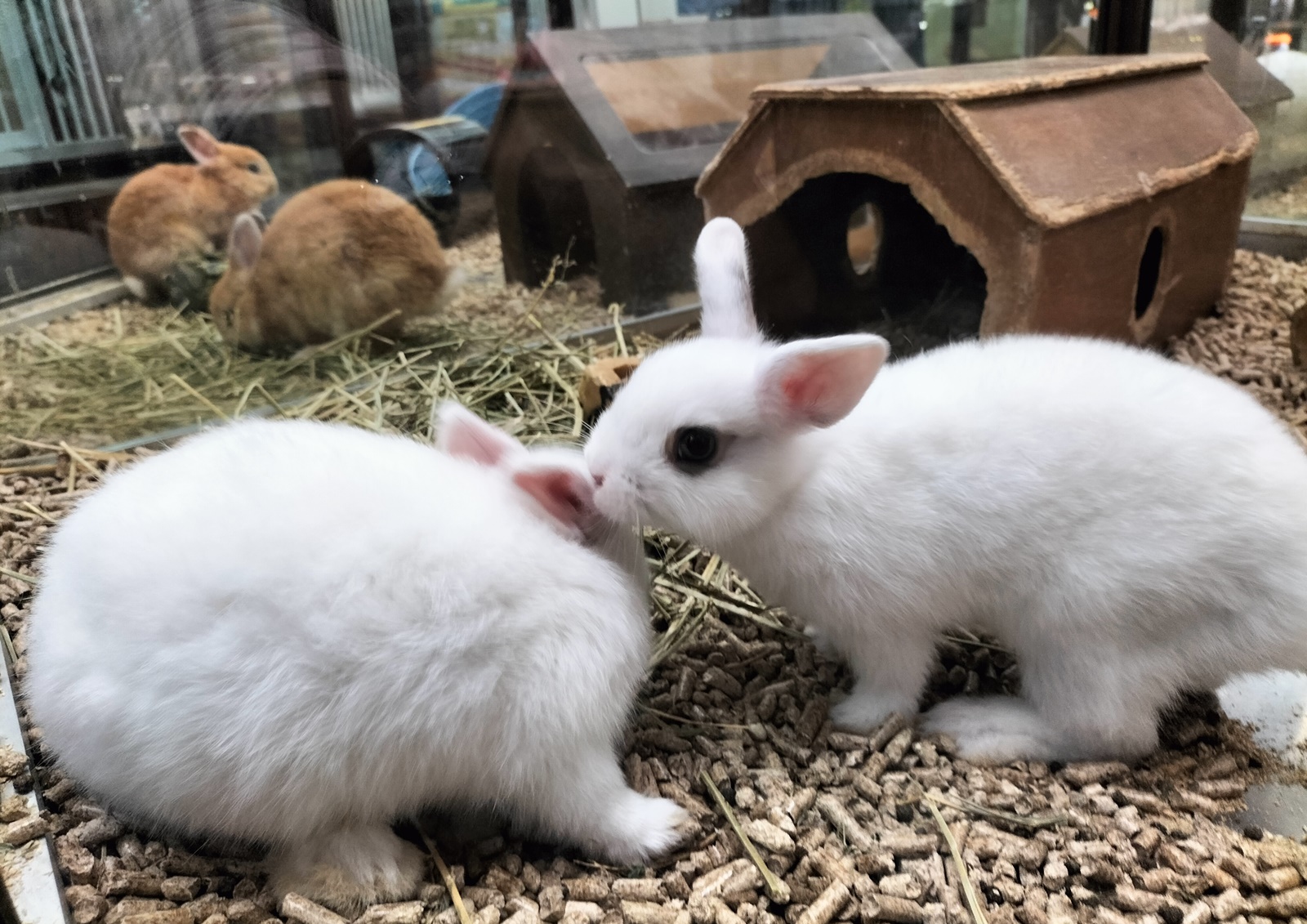 温驯宠物兔 各族老少都喜欢