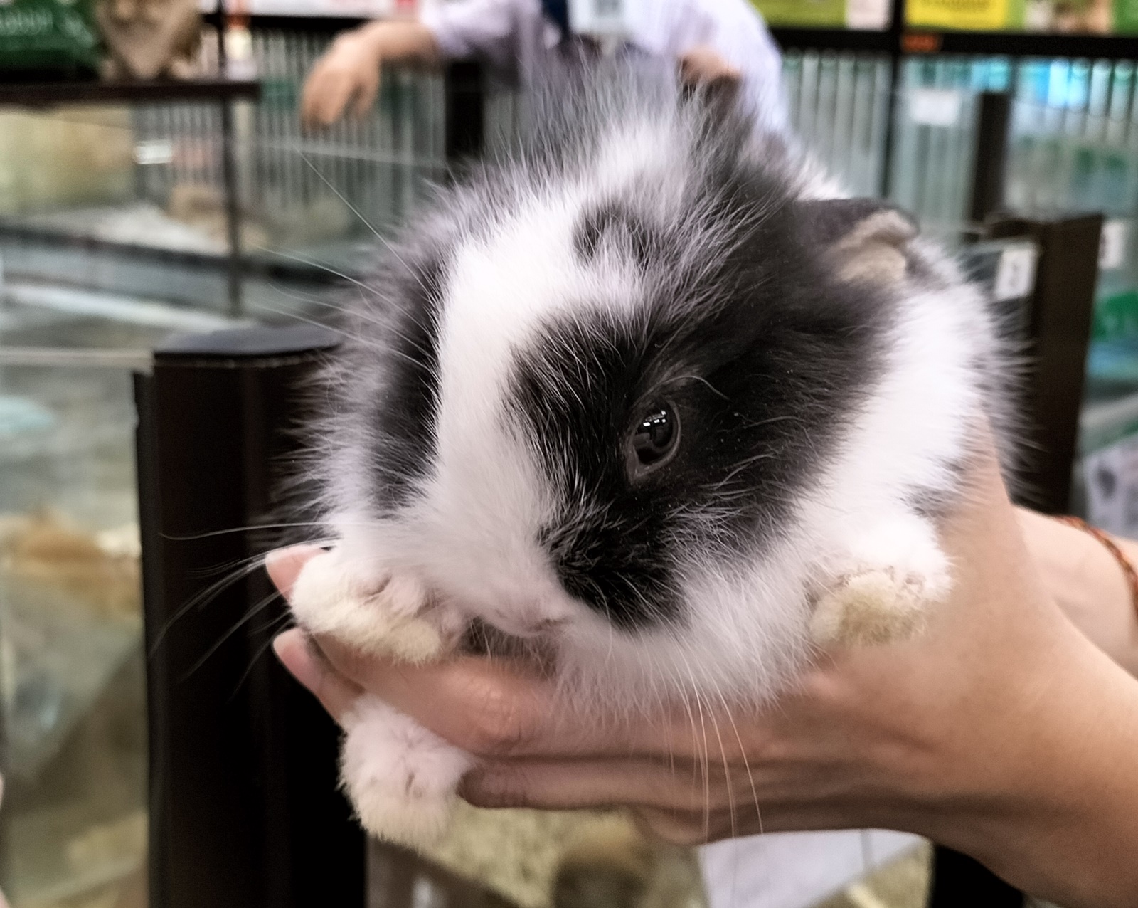 温驯宠物兔 各族老少都喜欢