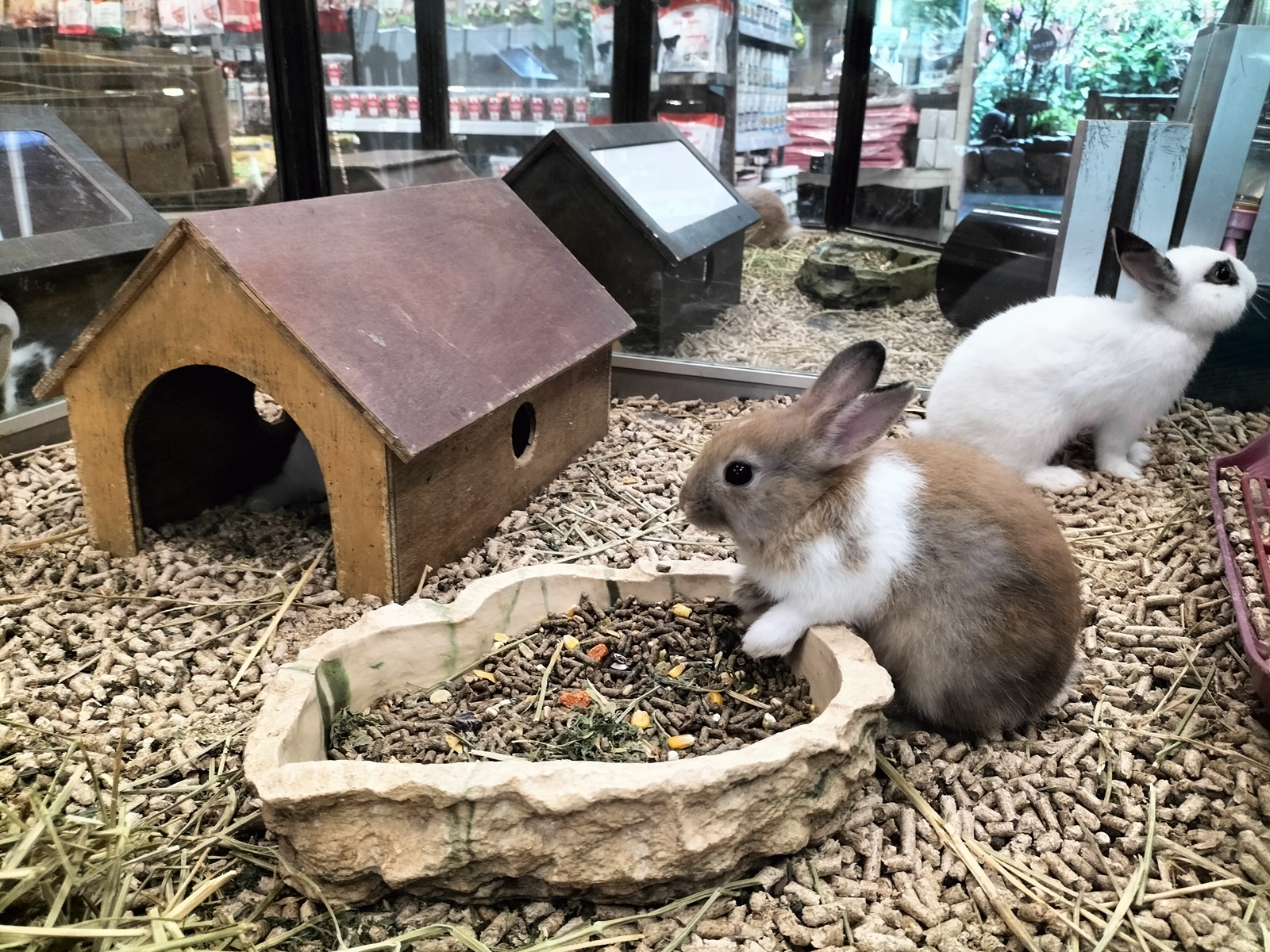 温驯宠物兔 各族老少都喜欢