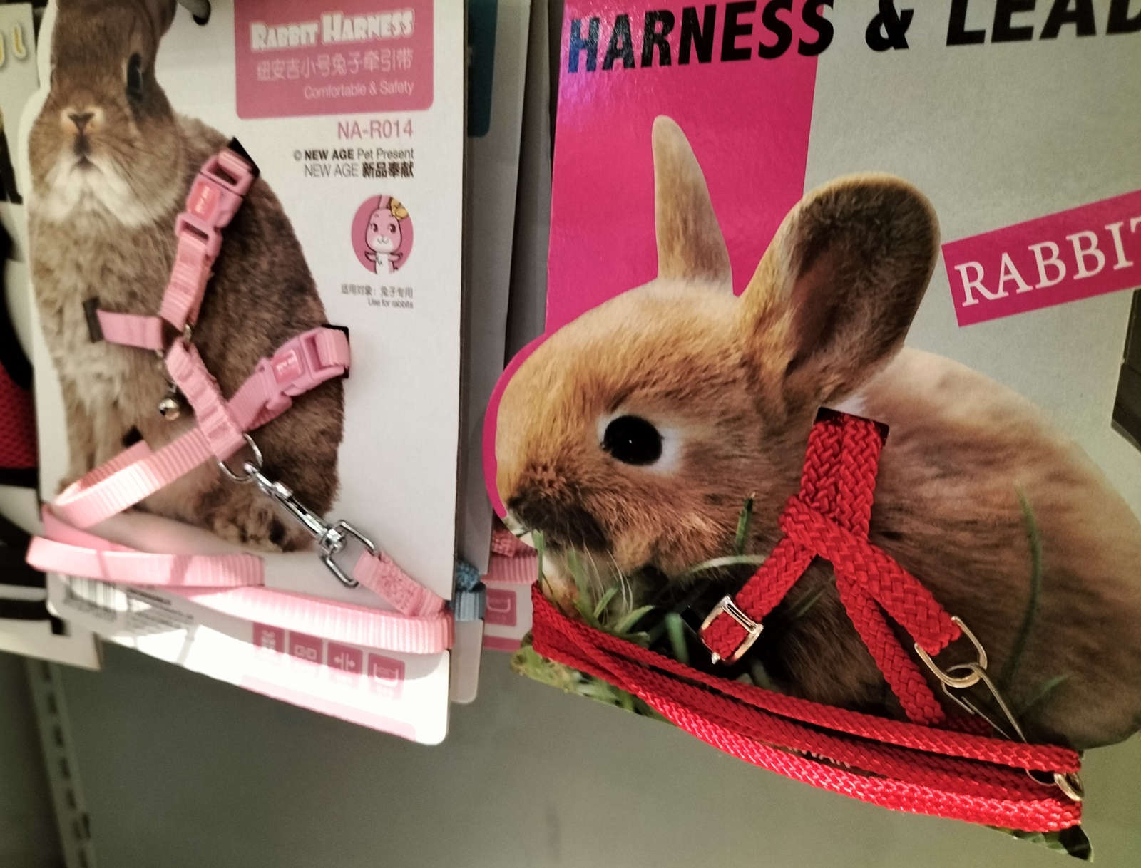 温驯宠物兔 各族老少都喜欢