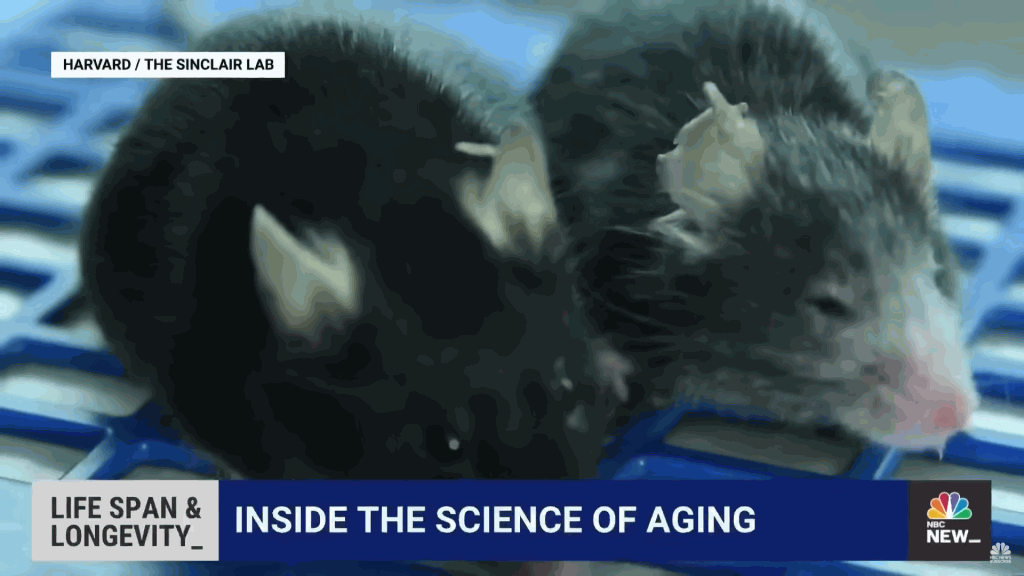 逆龄不是梦“哈佛实验证”年老失明实验鼠恢复视力变年轻