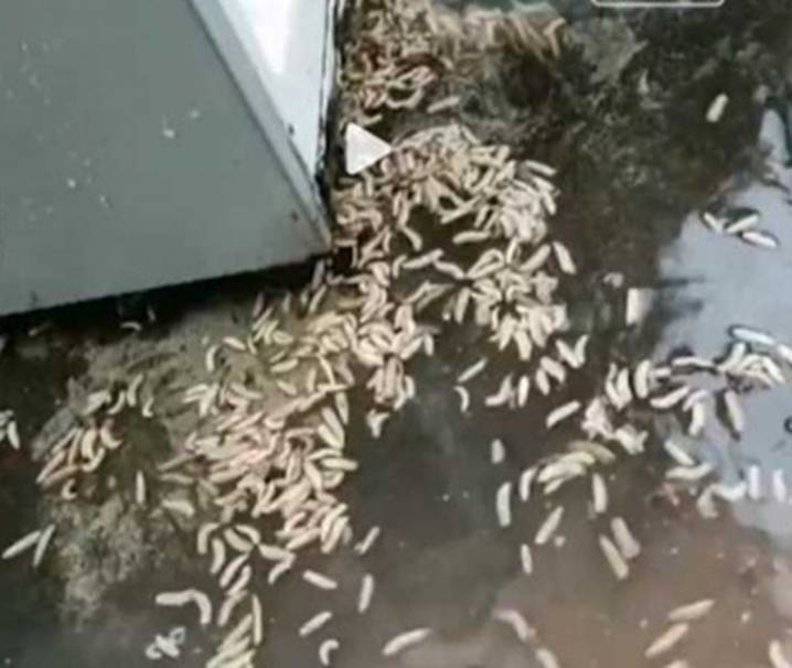 长辈冰箱不插电一年洗一次 他冲出满地超肥活蛆