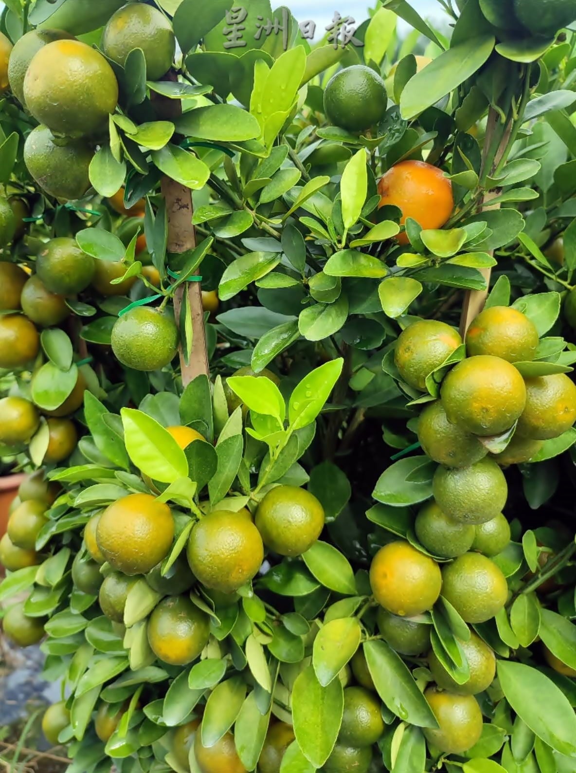 霹:大霹雳封底主文/【农的传人】/金黄盆桔好寓意 增添春意好团圆