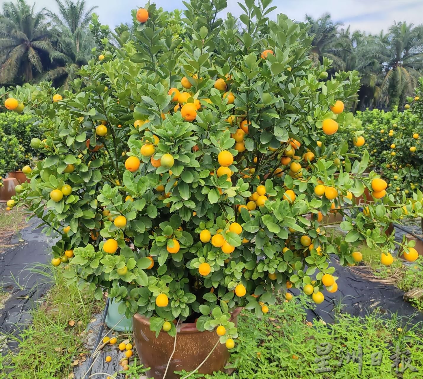 霹:大霹雳封底主文/【农的传人】/金黄盆桔好寓意 增添春意好团圆