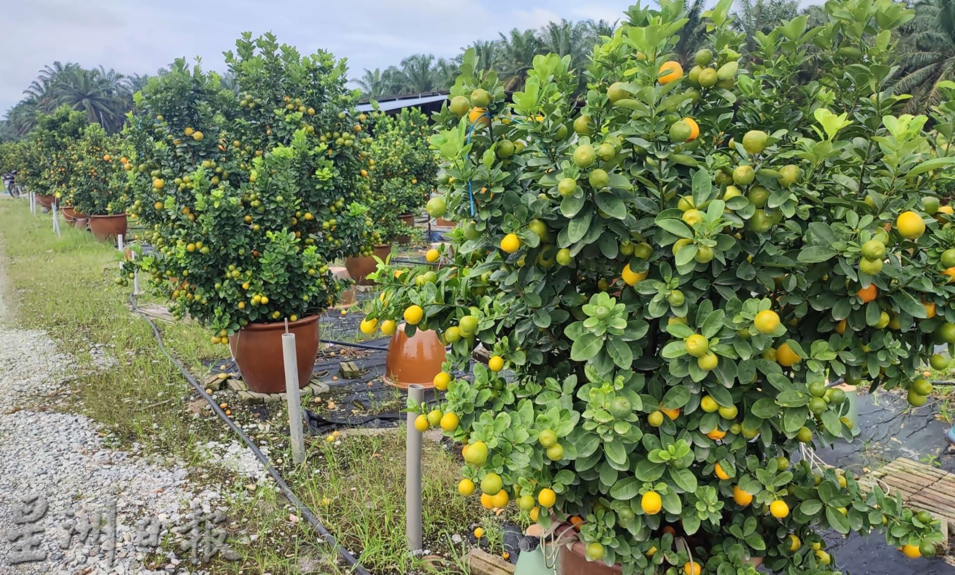 霹:大霹雳封底主文/【农的传人】/金黄盆桔好寓意 增添春意好团圆