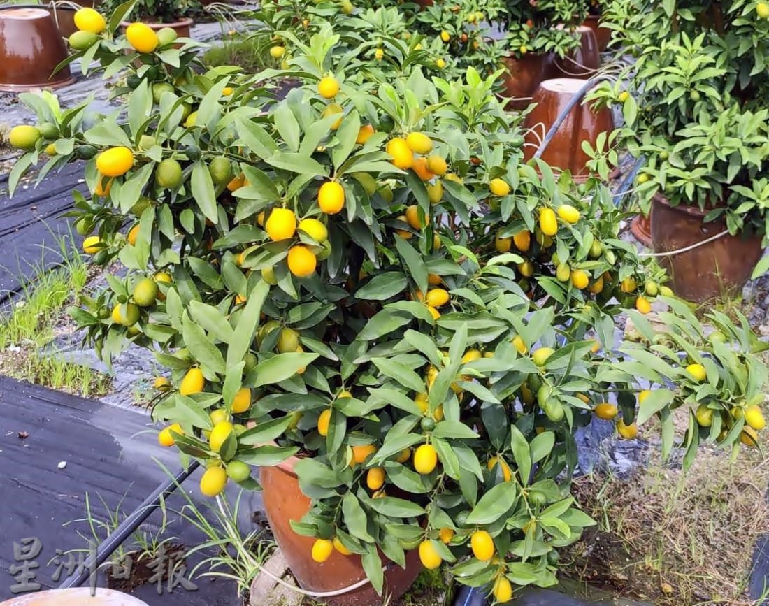 霹:大霹雳封底主文/【农的传人】/金黄盆桔好寓意 增添春意好团圆