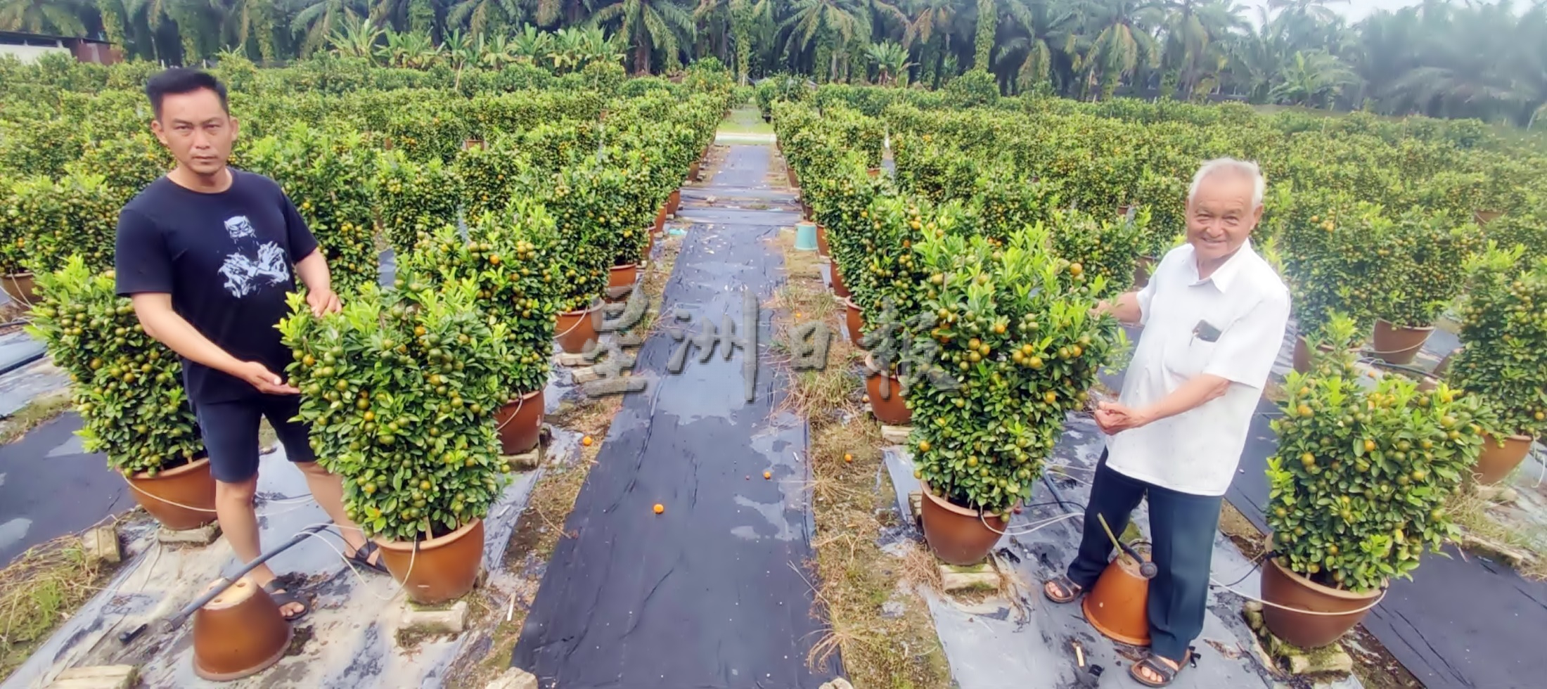 霹:大霹雳封底主文/【农的传人】/金黄盆桔好寓意 增添春意好团圆