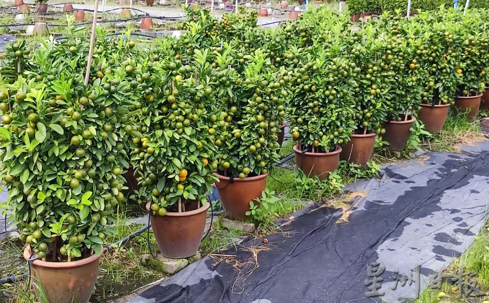 霹:大霹雳封底主文/【农的传人】/金黄盆桔好寓意 增添春意好团圆