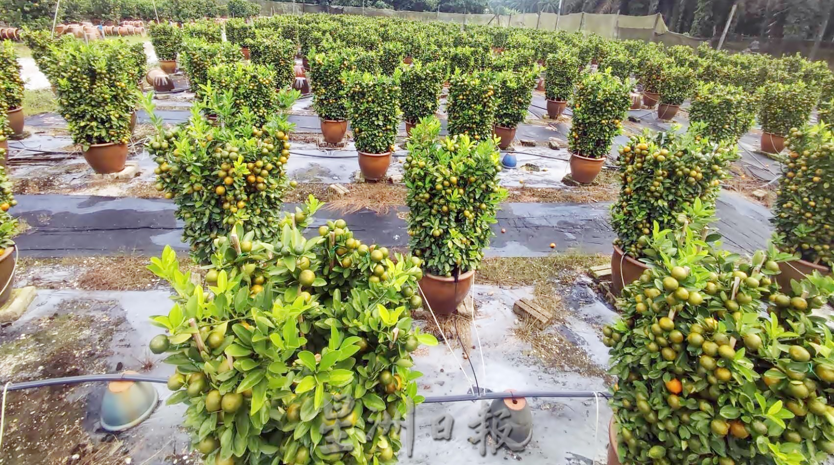 霹:大霹雳封底主文/【农的传人】/金黄盆桔好寓意 增添春意好团圆