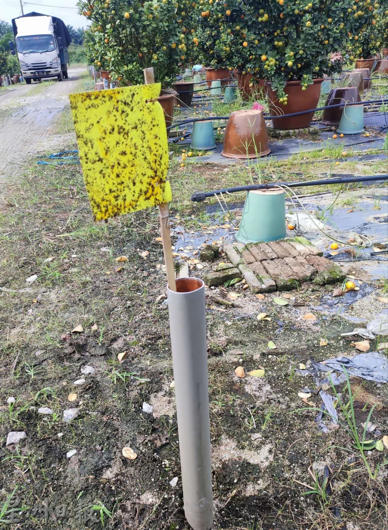 霹:大霹雳封底主文/【农的传人】/金黄盆桔好寓意 增添春意好团圆