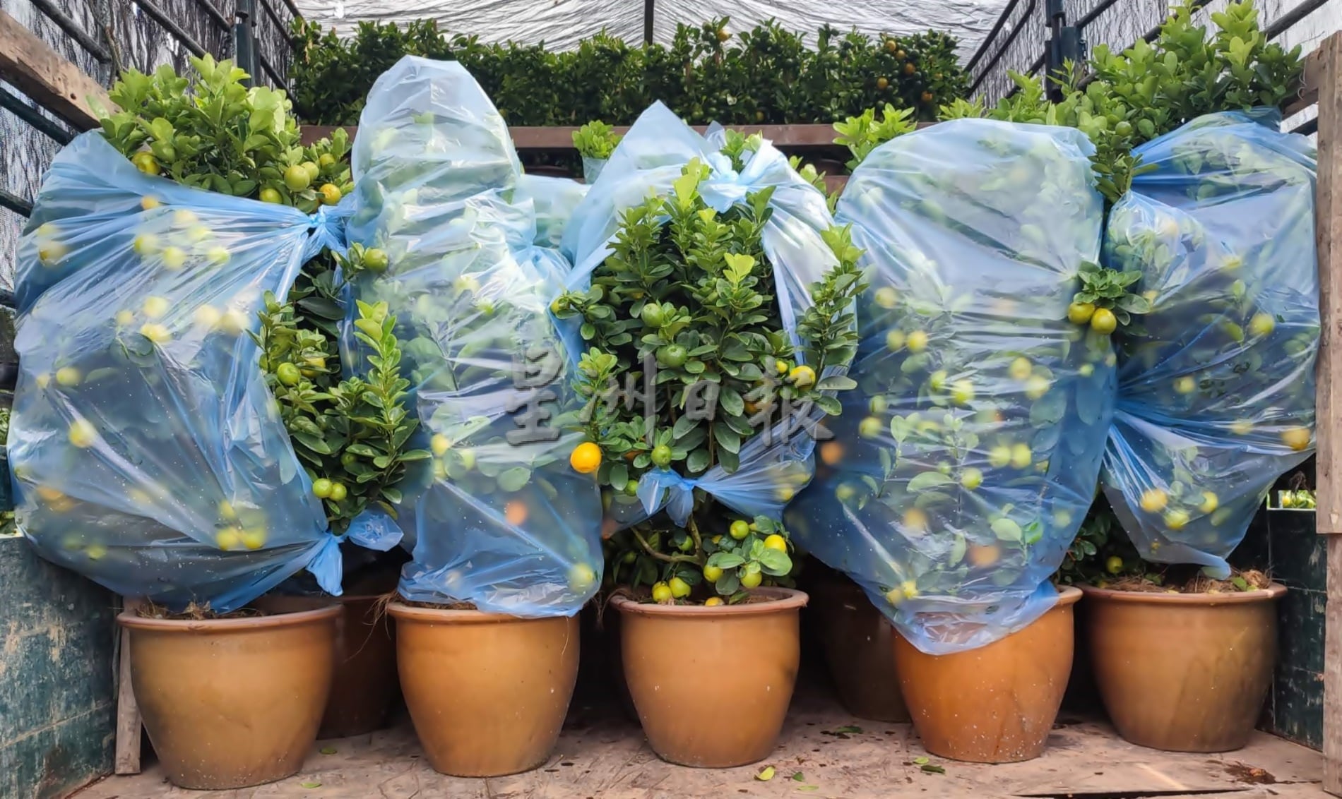 霹:大霹雳封底主文/【农的传人】/金黄盆桔好寓意 增添春意好团圆