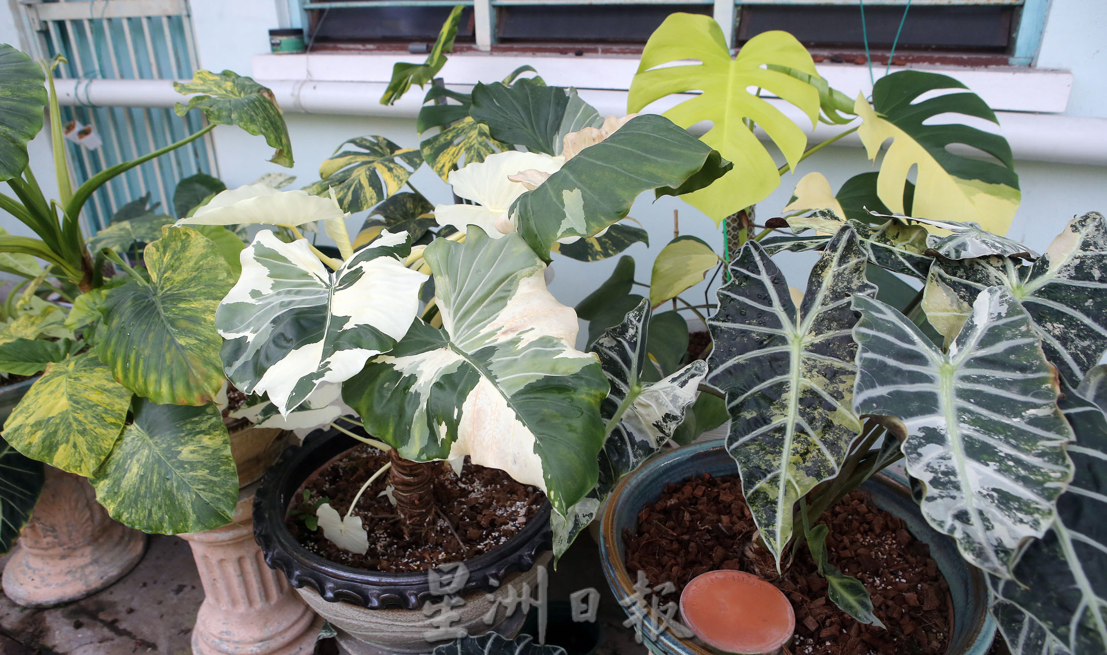 霹:封底主文/农的传人|一棵空气凤梨启发兴趣 刘东曜专种稀有植物