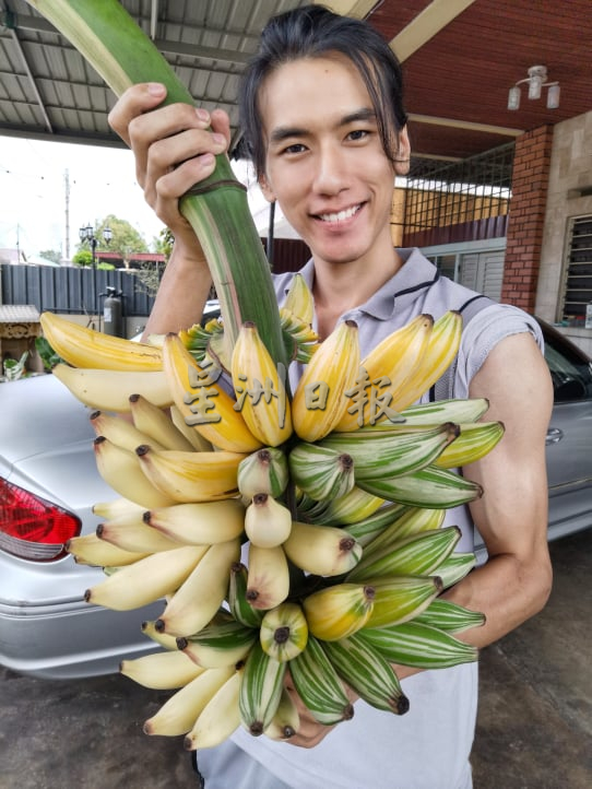 霹：封底主文／农的传人|一棵空气凤梨启发兴趣  刘东曜专种稀有植物