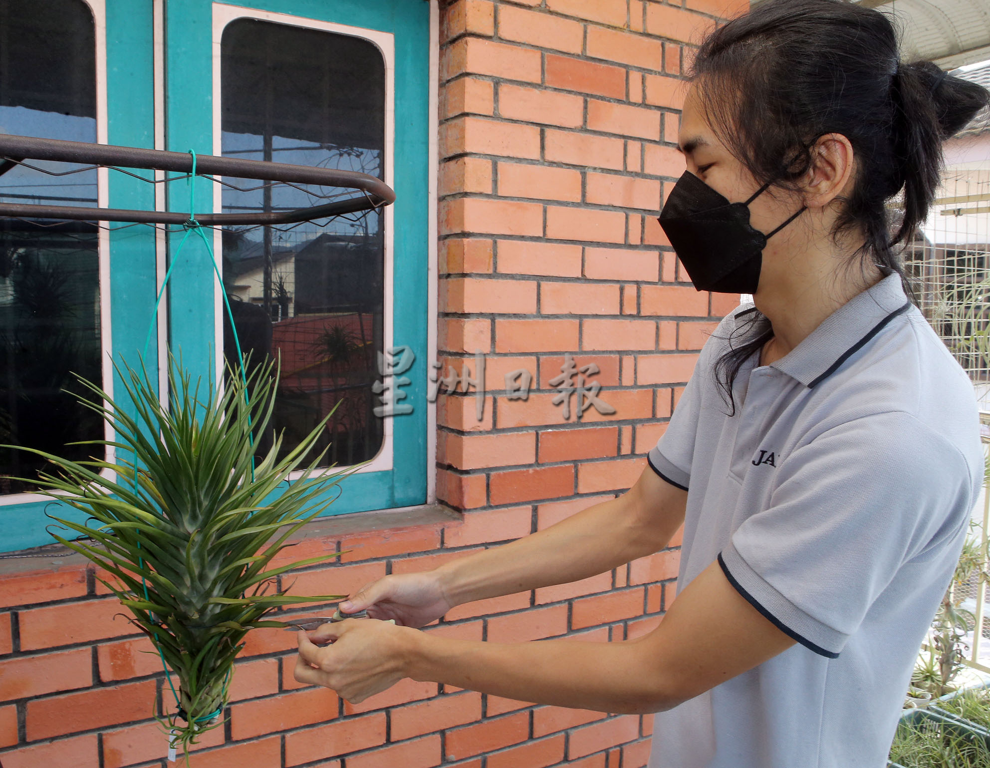 霹：封底主文／农的传人|一棵空气凤梨启发兴趣  刘东曜专种稀有植物