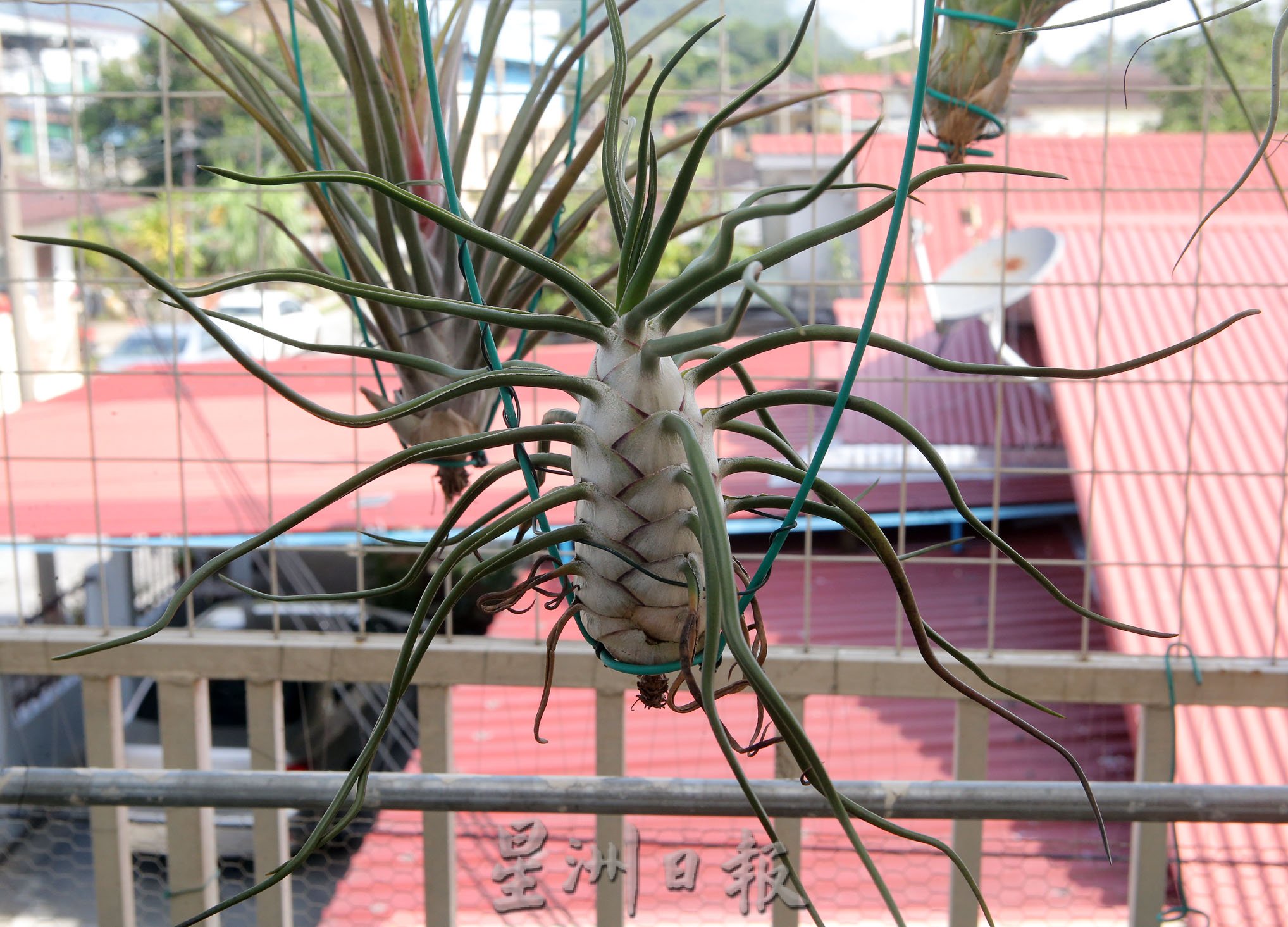 霹:封底主文/农的传人|一棵空气凤梨启发兴趣 刘东曜专种稀有植物