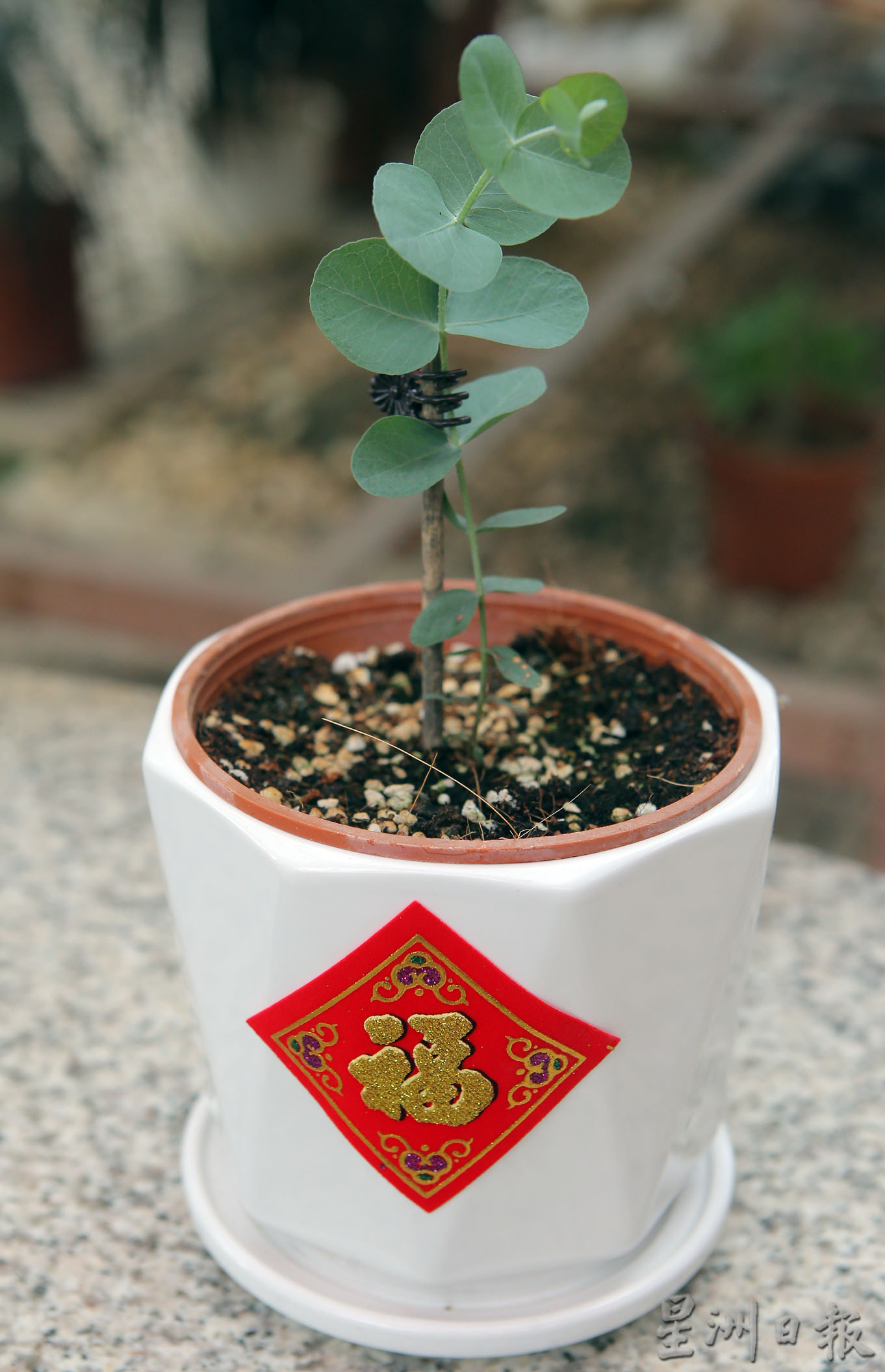 霹：封面主文／新年到 迎春花开富贵吉祥