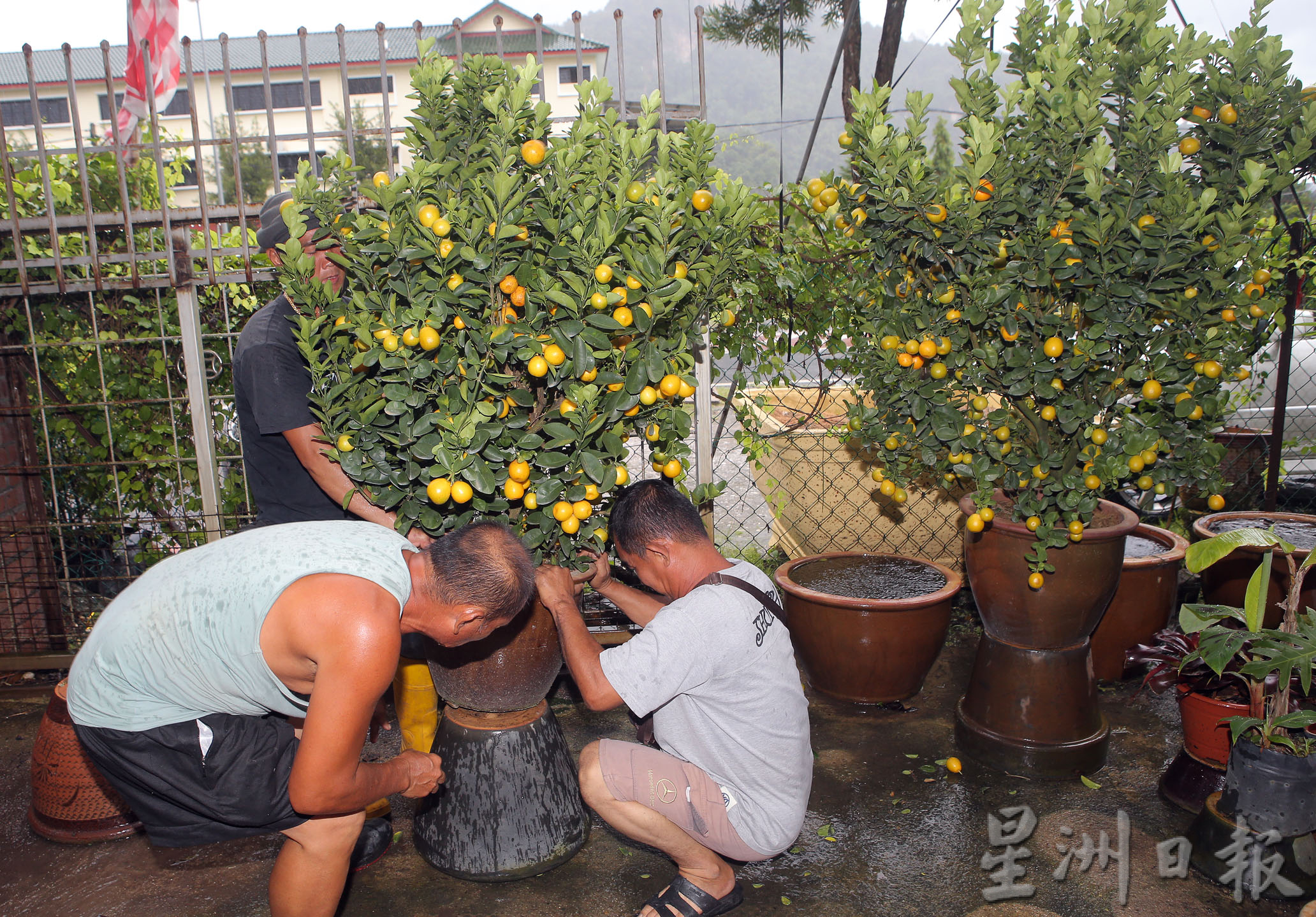 霹:封面主文/新年到 迎春花开富贵吉祥
