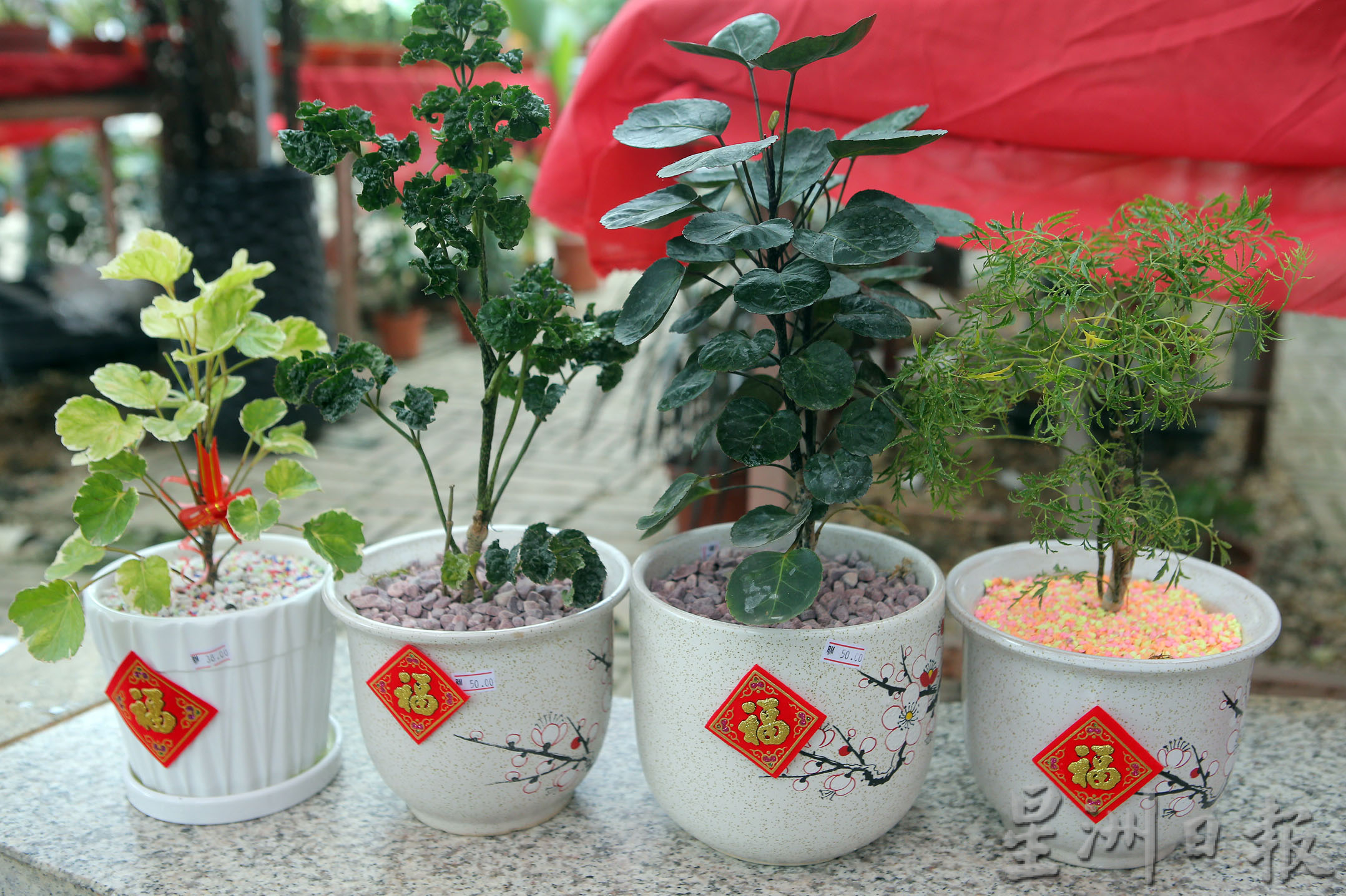 霹:封面主文/新年到 迎春花开富贵吉祥