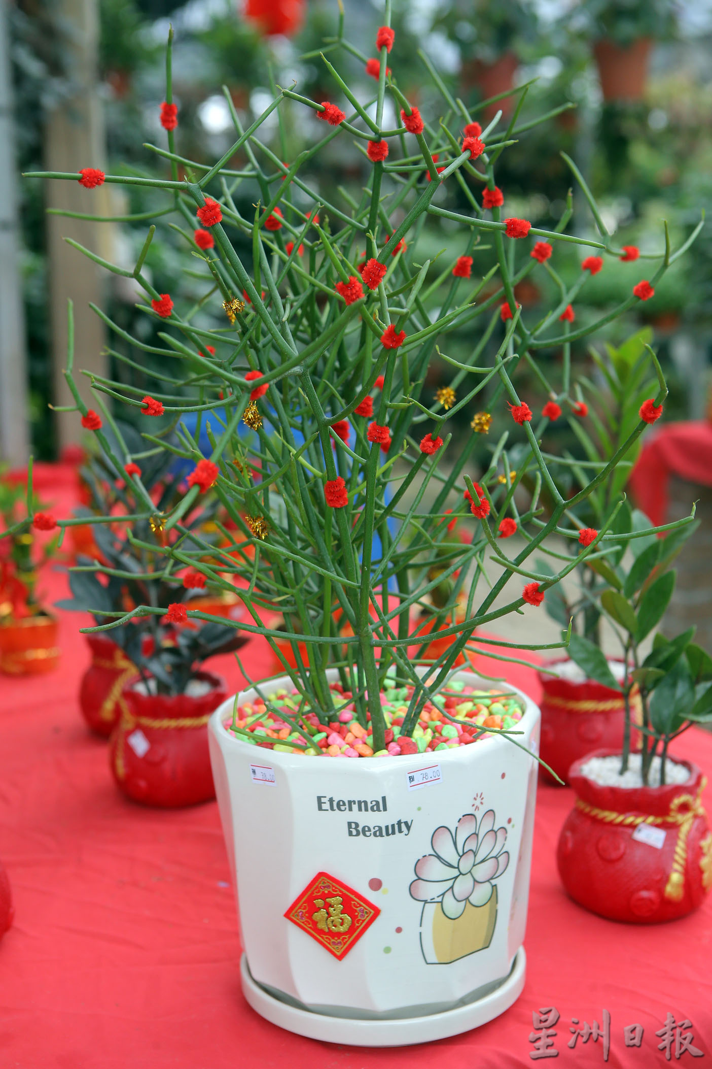 霹:封面主文/新年到 迎春花开富贵吉祥