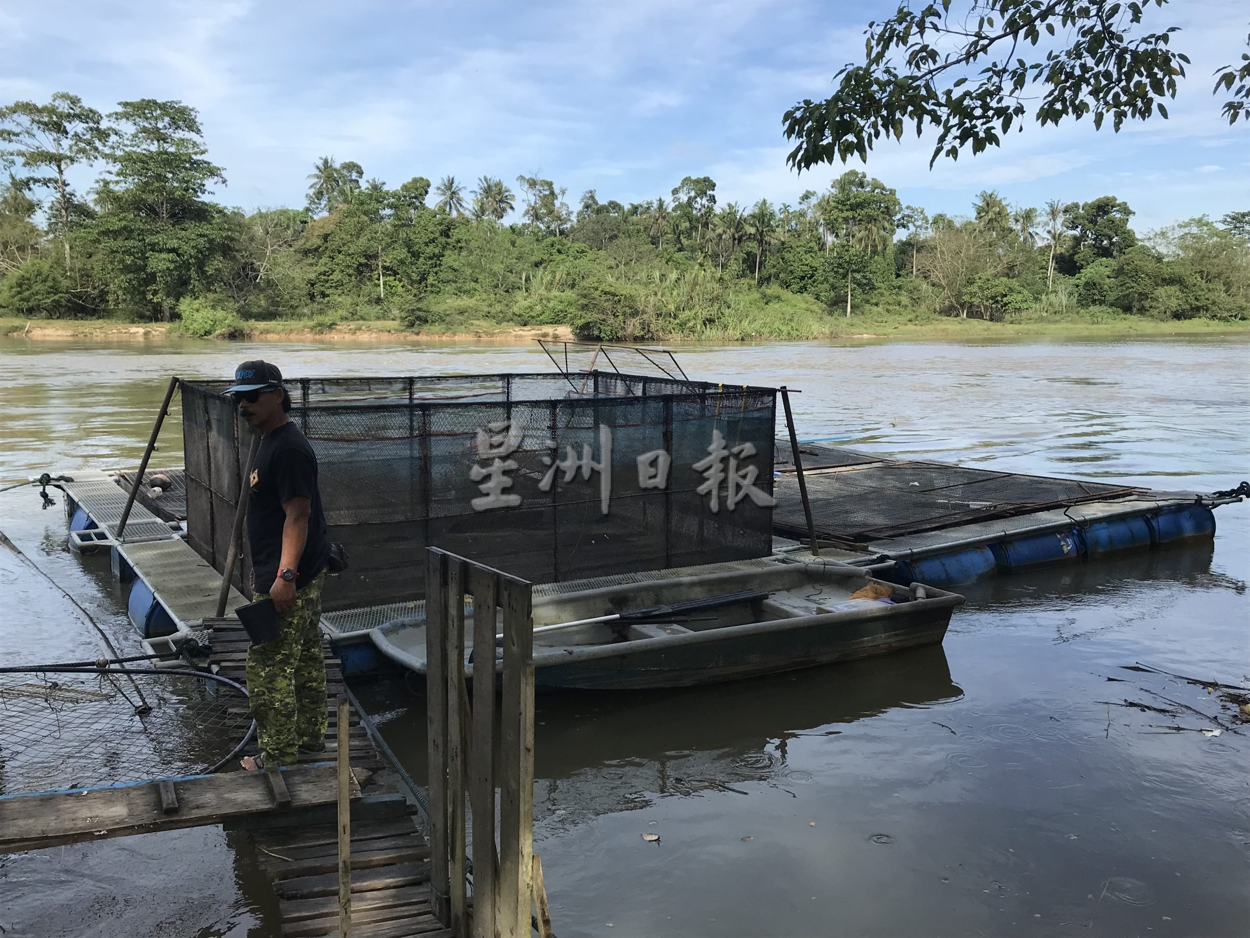 霹:版头/鱼饲料不断起价 金凤鱼酝酿涨价10到20%