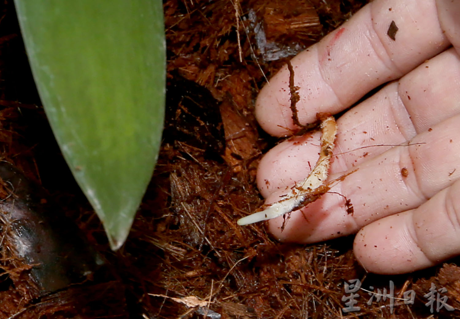 霹：第5版头／农的传人|行管令迫使工厂停运  张亚威发现前景 种香荚兰