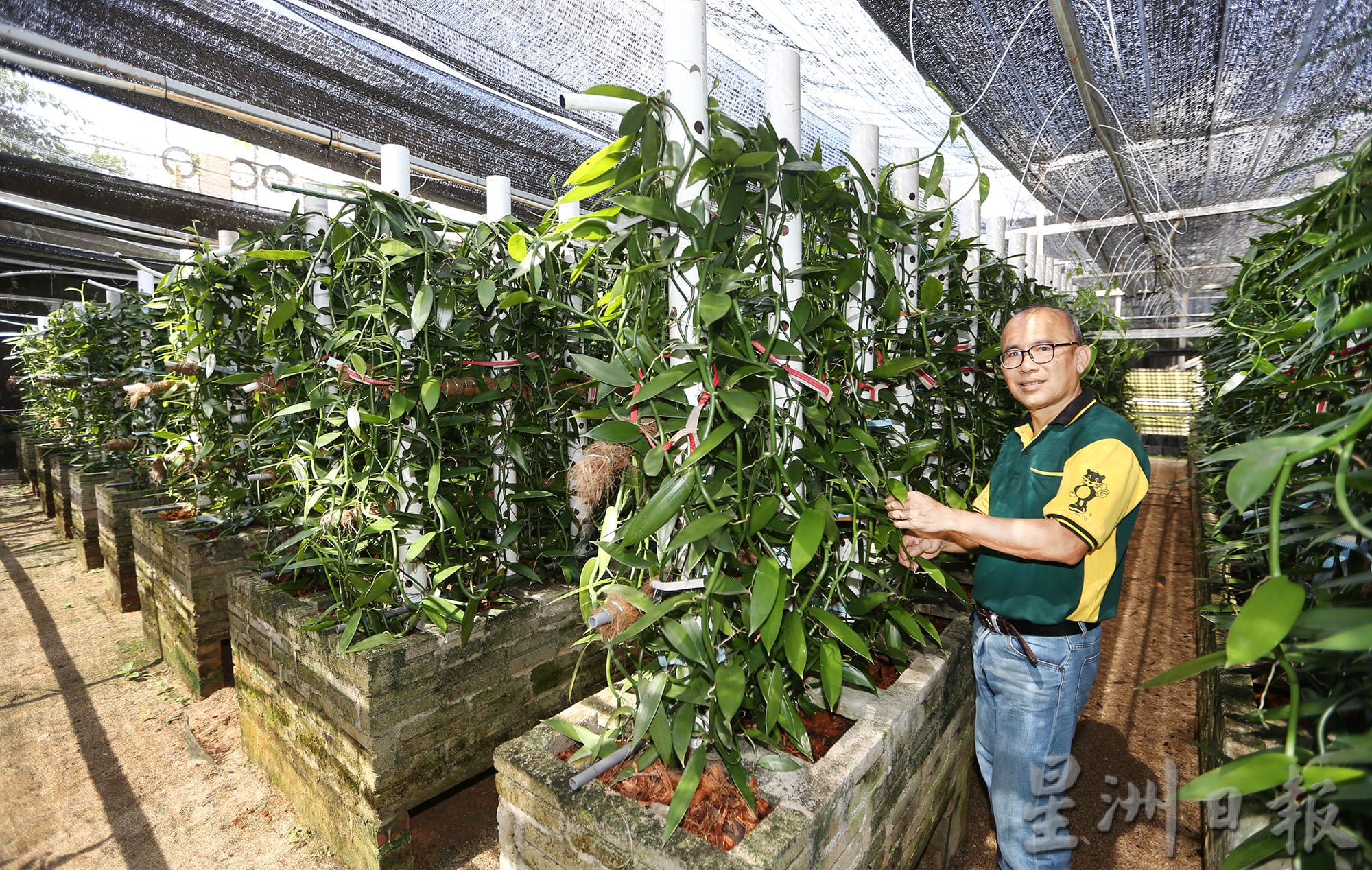 霹：第5版头／农的传人|行管令迫使工厂停运  张亚威发现前景 种香荚兰