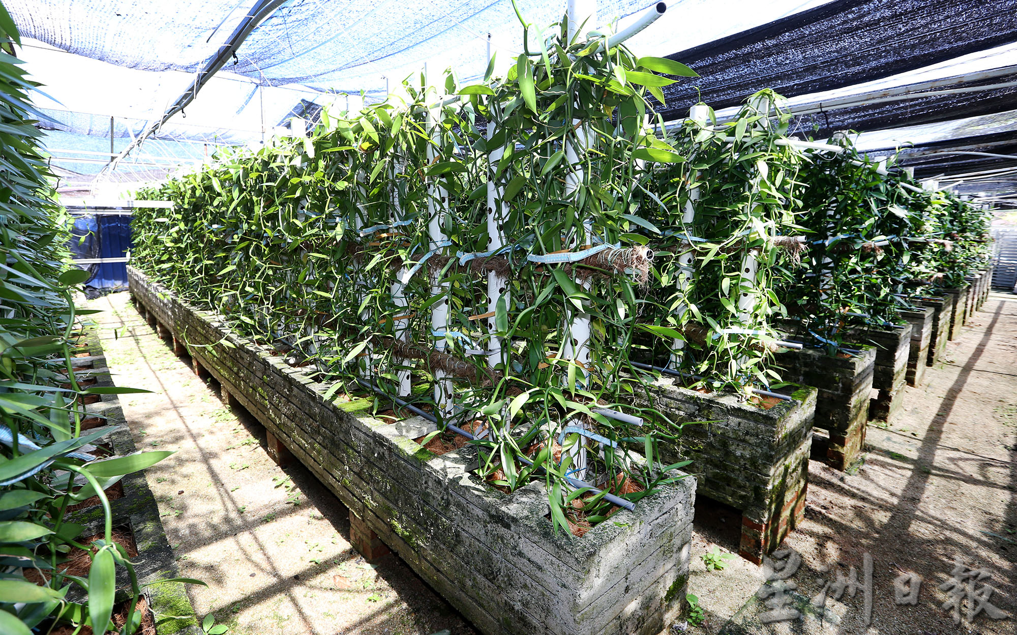 霹：第5版头／农的传人|行管令迫使工厂停运  张亚威发现前景 种香荚兰