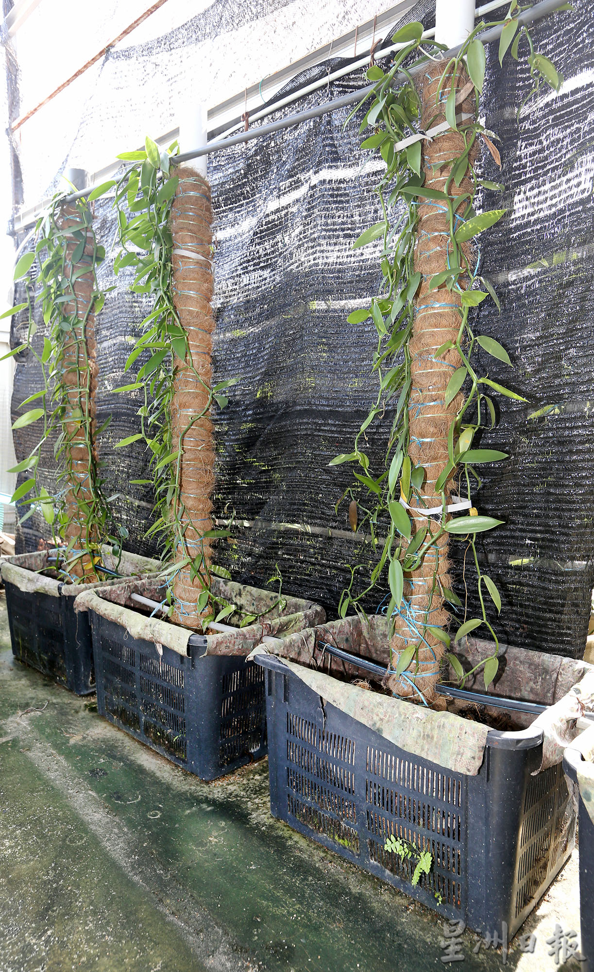 霹：第5版头／农的传人|行管令迫使工厂停运  张亚威发现前景 种香荚兰