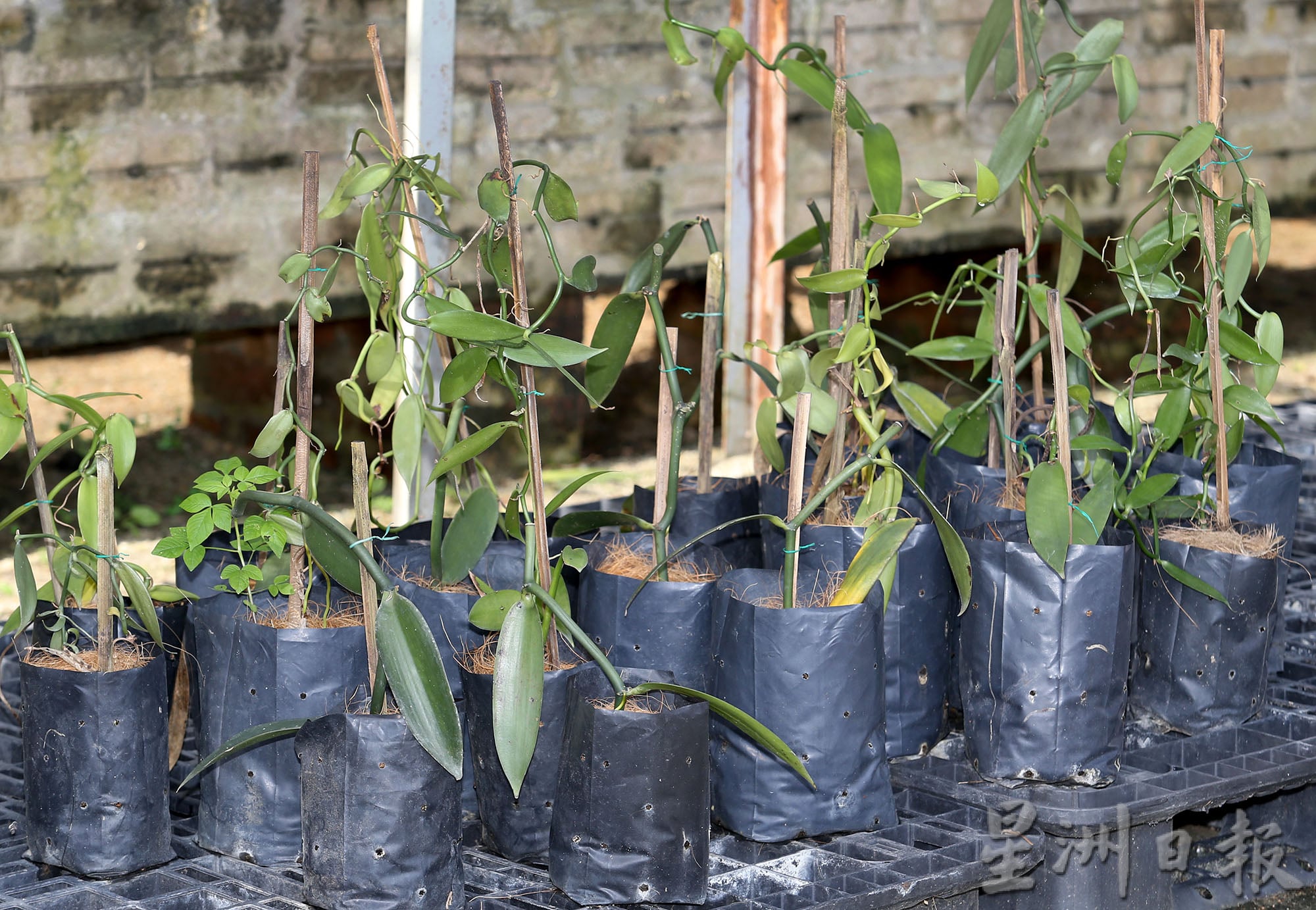 霹：第5版头／农的传人|行管令迫使工厂停运  张亚威发现前景 种香荚兰