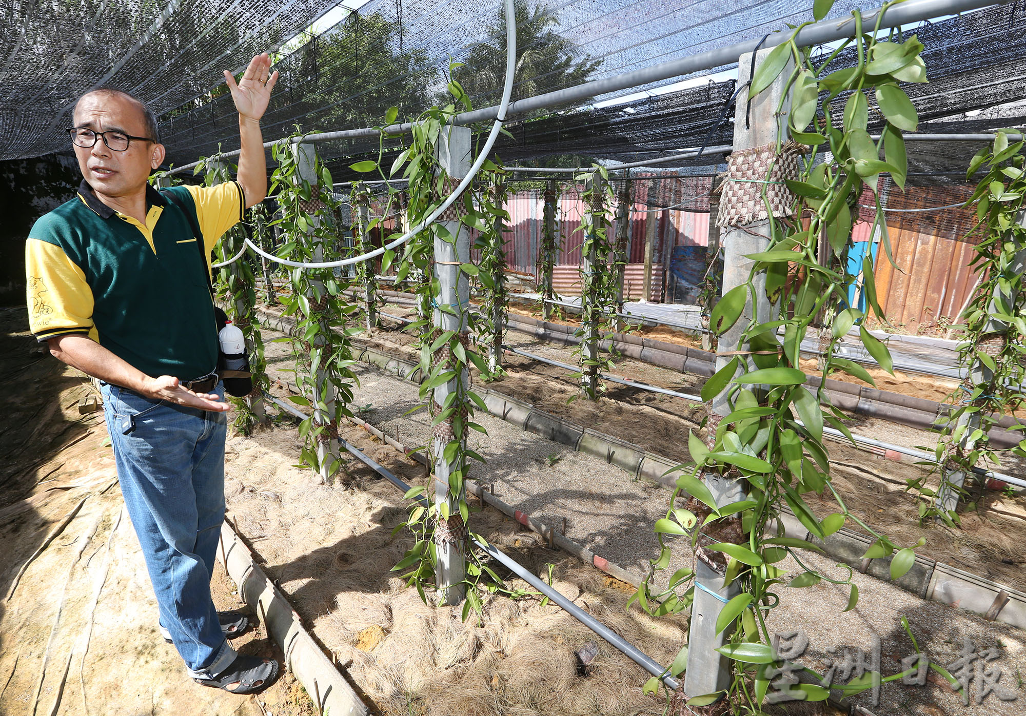 霹：第5版头／农的传人|行管令迫使工厂停运  张亚威发现前景 种香荚兰