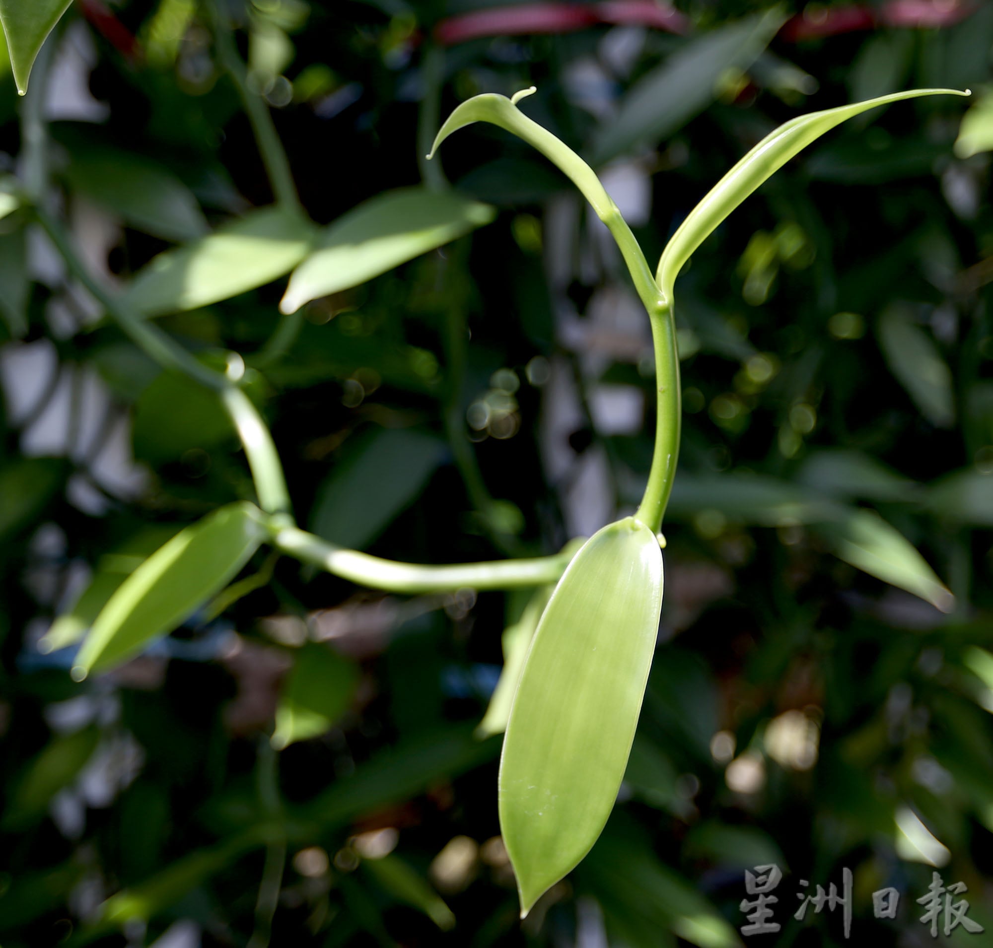 霹：第5版头／农的传人|行管令迫使工厂停运  张亚威发现前景 种香荚兰