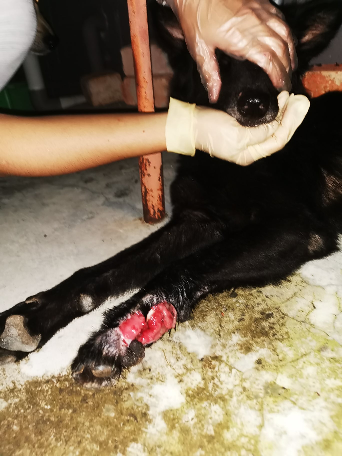 (刊期1月7日)有故事的人:用咖啡曲奇救汪汪