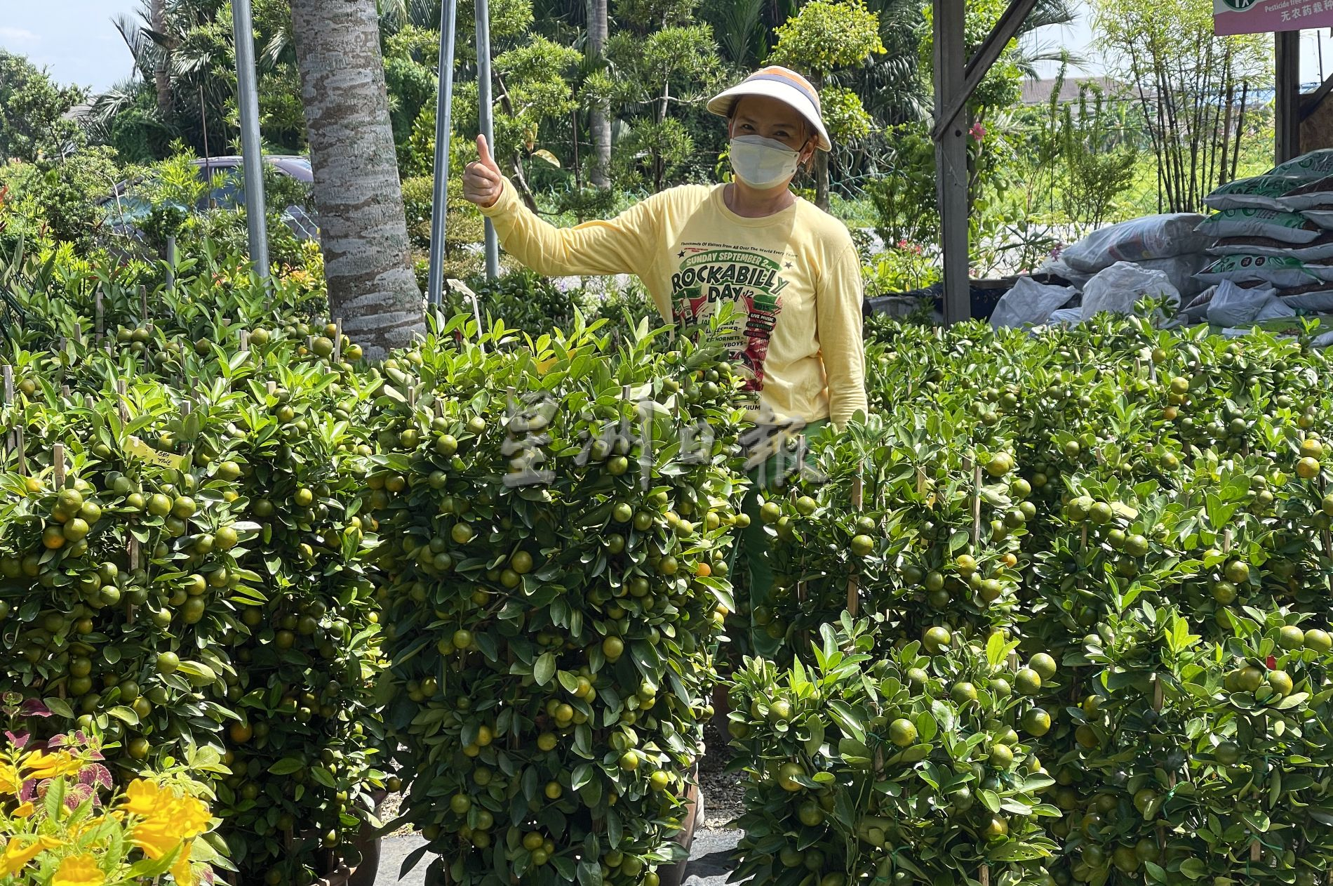 （古城封面主文）桔子树上市，但市场显得慢热