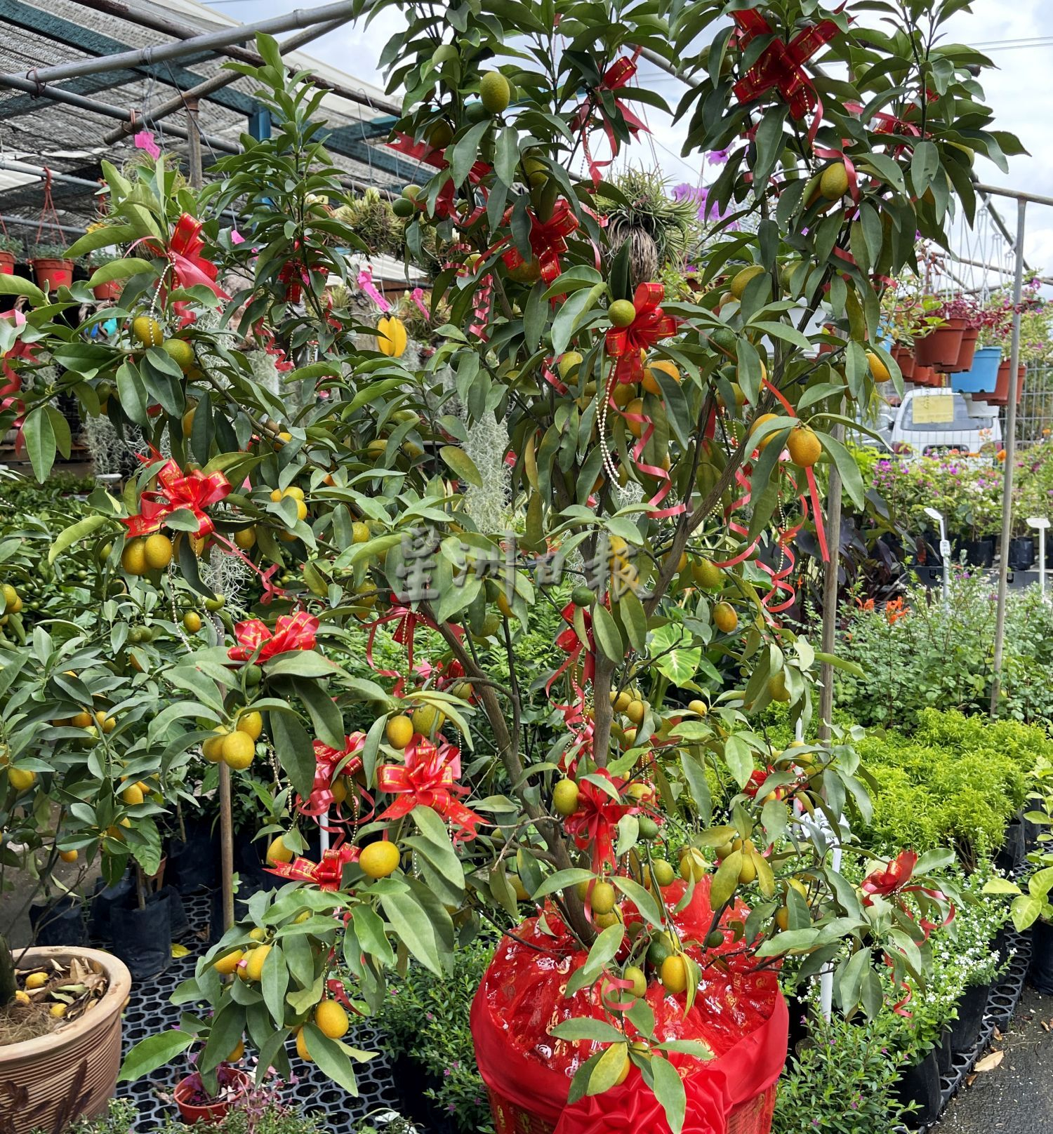 （古城封面主文）桔子树上市，但市场显得慢热