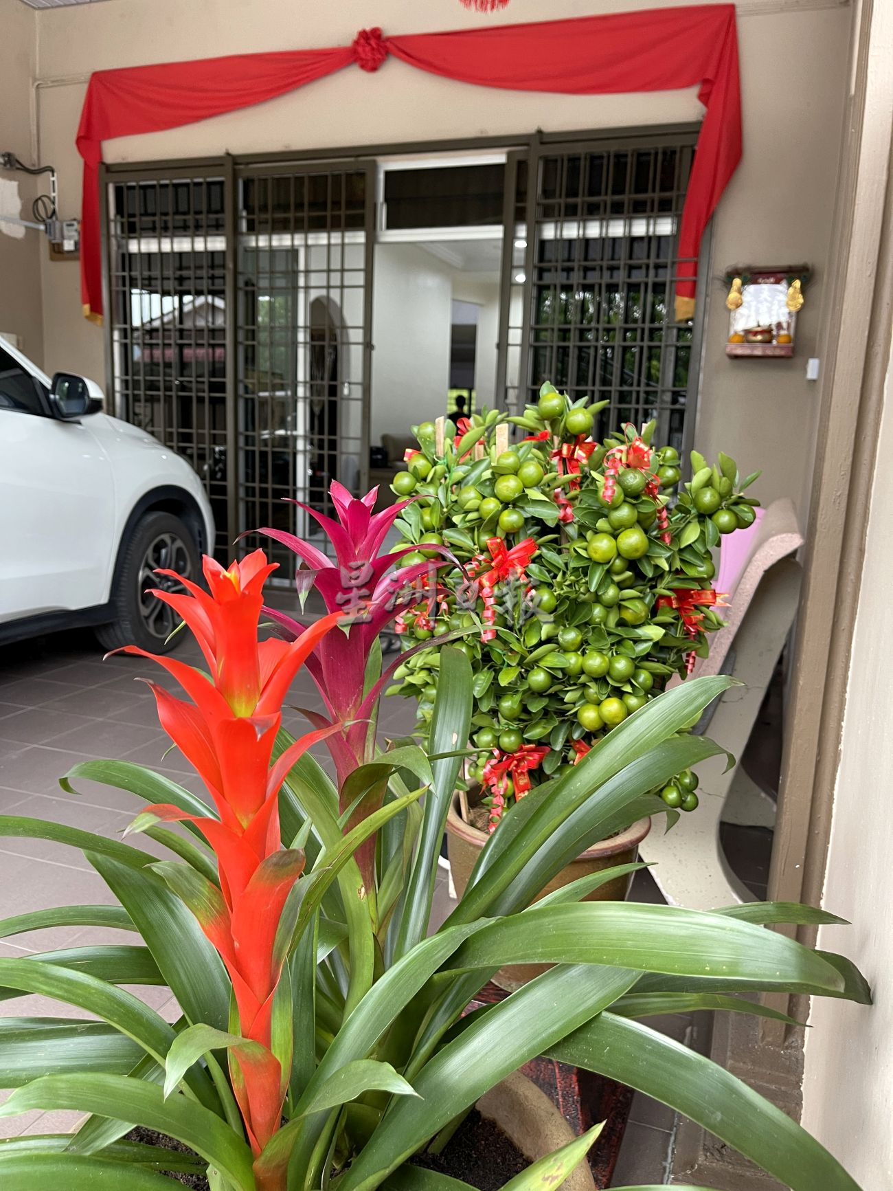 （古城封面主文）桔子树上市，但市场显得慢热