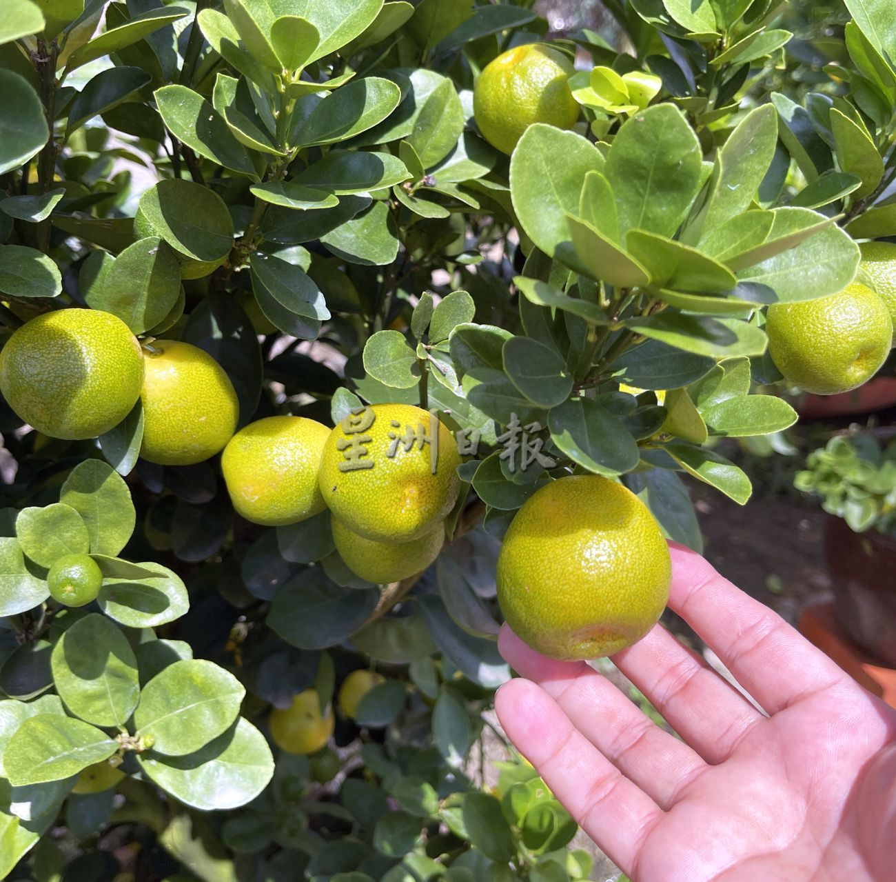 （古城封面主文）桔子树上市，但市场显得慢热