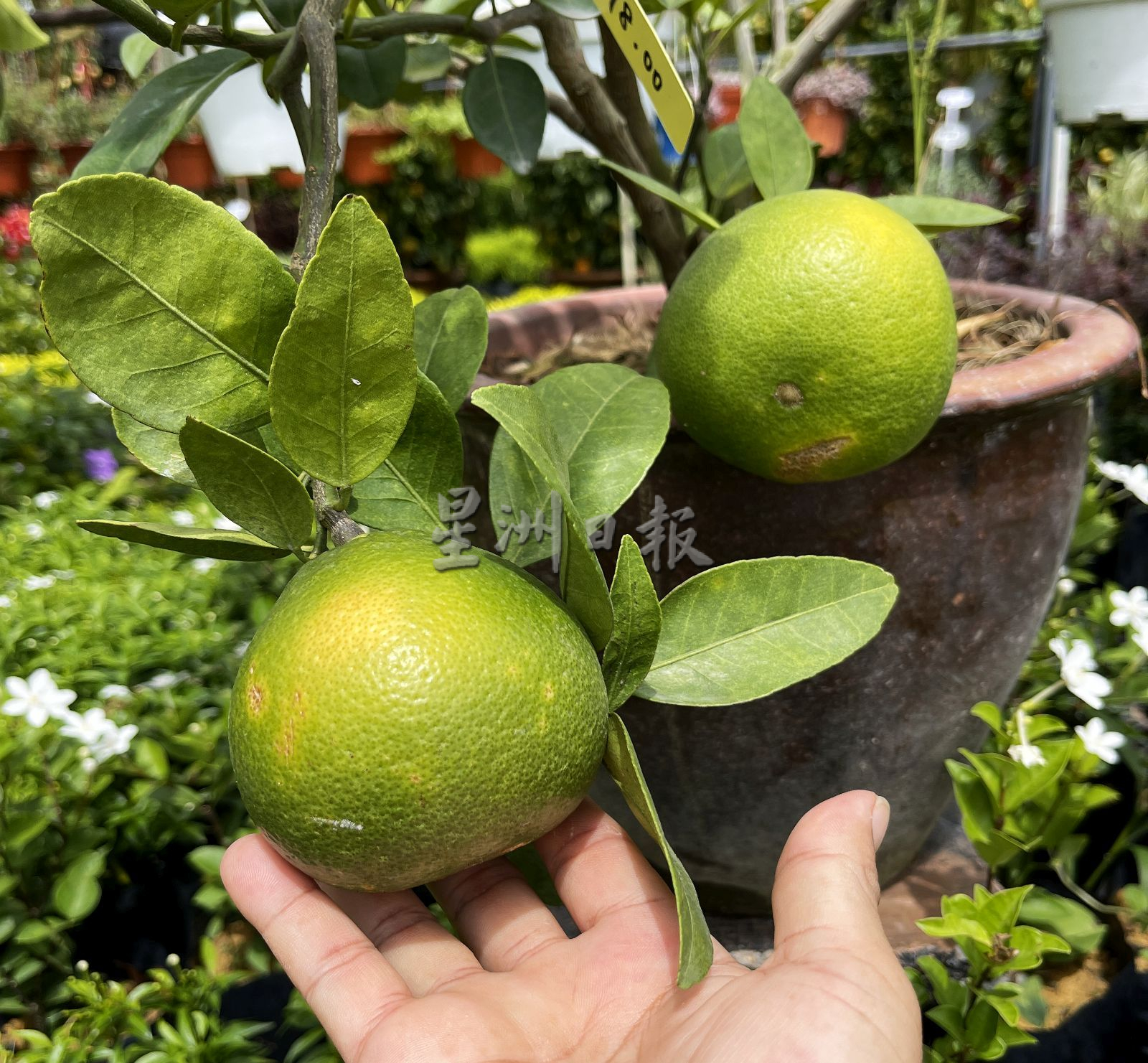 （古城封面主文）桔子树上市，但市场显得慢热