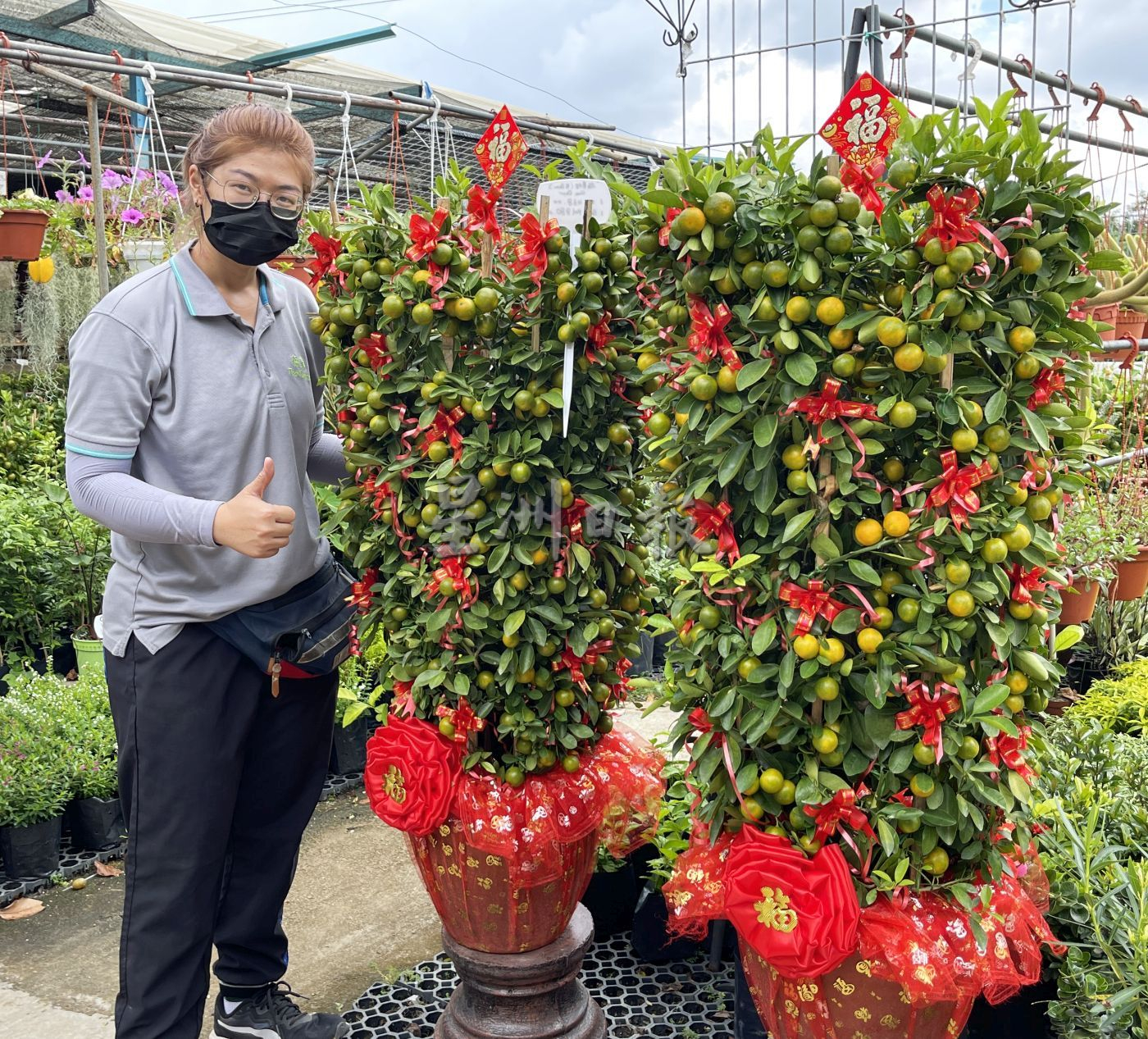 （古城封面主文）桔子树上市，但市场显得慢热